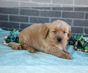 Medium Golden Retriever