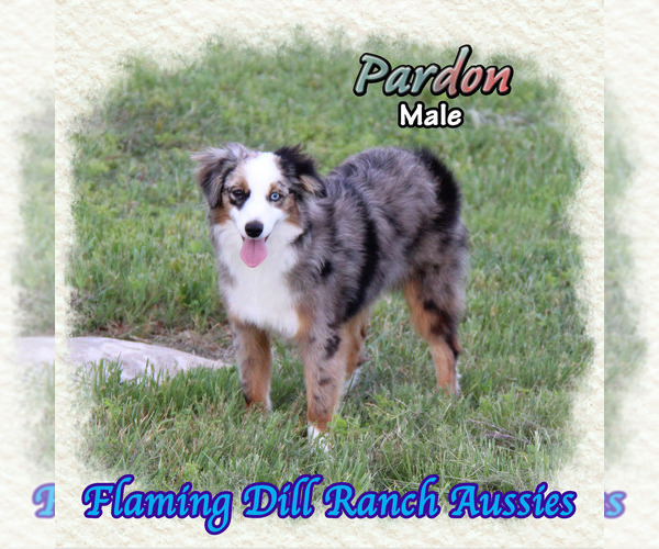 Medium Photo #1 Miniature Australian Shepherd Puppy For Sale in FORESTBURG, TX, USA