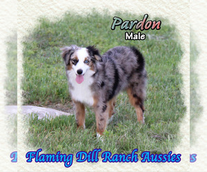 Miniature Australian Shepherd Puppy for sale in FORESTBURG, TX, USA