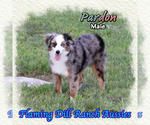 Small Miniature Australian Shepherd