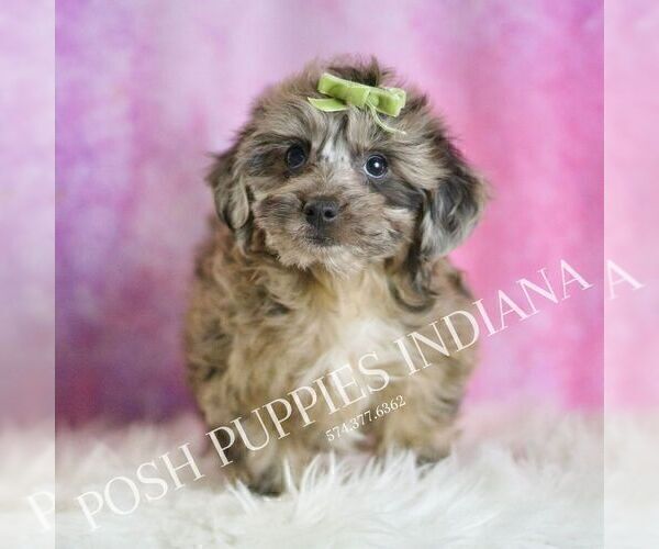 Medium Photo #30 Yorkipoo Puppy For Sale in WARSAW, IN, USA