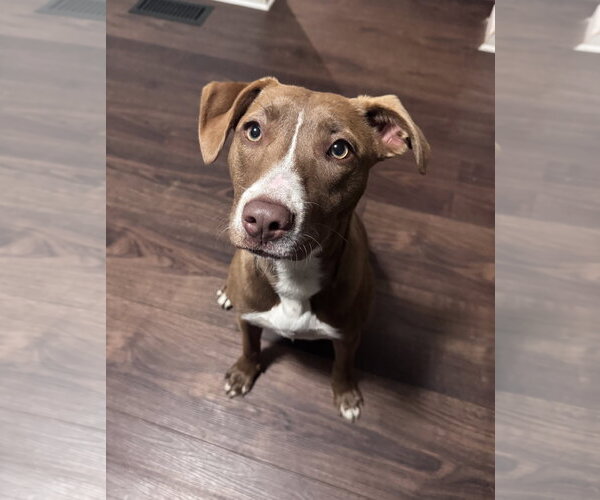 Medium Photo #17 Labrador Retriever-Unknown Mix Puppy For Sale in Columbus, IN, USA