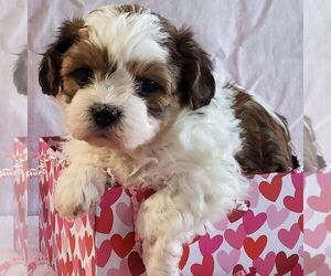 Zuchon Puppy for sale in ARTHUR, IL, USA