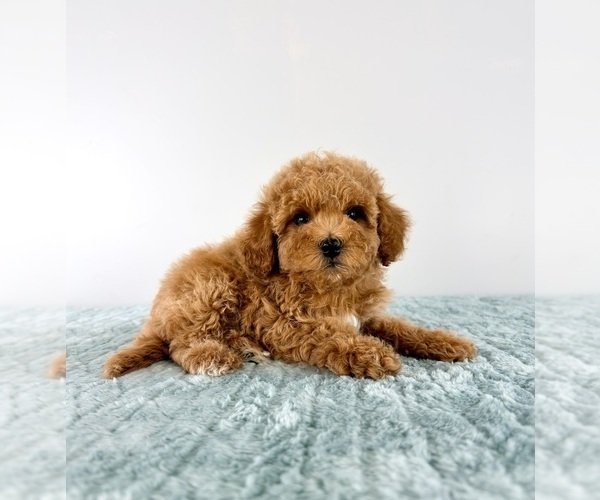 Medium Photo #1 Cavapoo (Miniature) Puppy For Sale in GREENFIELD, IN, USA