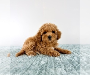 Cavapoo (Miniature) Puppy for sale in GREENFIELD, IN, USA