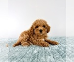 Image preview for Ad Listing. Nickname: Maple