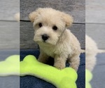 Small Photo #1 Poodle (Toy)-West Highland White Terrier Mix Puppy For Sale in RICHMOND, IL, USA