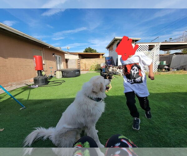 Medium Photo #7 Great Pyrenees Puppy For Sale in Goodyear, AZ, USA