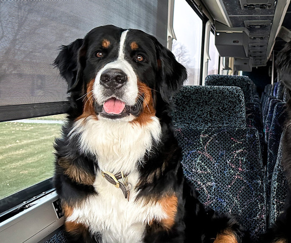 Medium Photo #1 Bernese Mountain Dog Puppy For Sale in THEDFORD, NE, USA