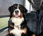 Small Photo #1 Bernese Mountain Dog Puppy For Sale in THEDFORD, NE, USA