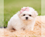 Small Photo #62 Maltese Puppy For Sale in WARSAW, IN, USA
