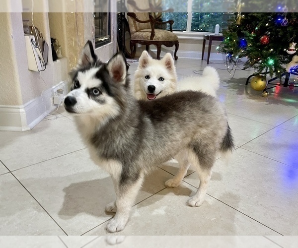 Medium Photo #14 Pomsky-Siberian Husky Mix Puppy For Sale in WINDERMERE, FL, USA
