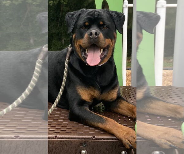 Medium Photo #7 Rottweiler Puppy For Sale in Mooresville, NC, USA