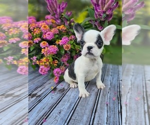 French Bulldog Puppy for sale in INDIANAPOLIS, IN, USA