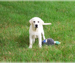 Image preview for Ad Listing. Nickname: Percival
