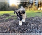 Small Photo #2 Akita Puppy For Sale in COSMOPOLIS, WA, USA