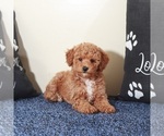 Small #4 Golden Retriever-Poodle (Toy) Mix