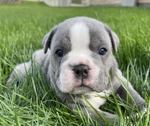 Olde English Bulldogge Puppy for sale in BLUFFDALE, UT, USA