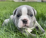 Small Photo #1 Olde English Bulldogge Puppy For Sale in BLUFFDALE, UT, USA