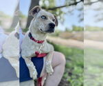 Small #3 Catahoula Leopard Dog Mix
