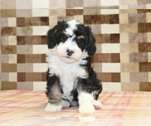 Medium Photo #7 Bernedoodle (Miniature) Puppy For Sale in DENVER, PA, USA
