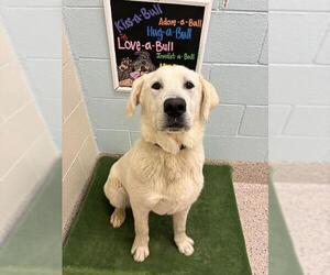 Great Pyrenees-Unknown Mix Dogs for adoption in Brighton, CO, USA
