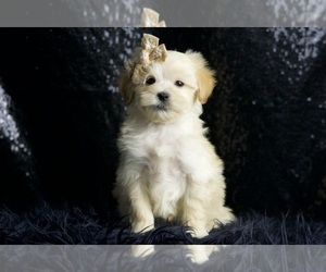 Medium Maltipoo