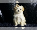 Puppy Tulip F1B Maltipoo
