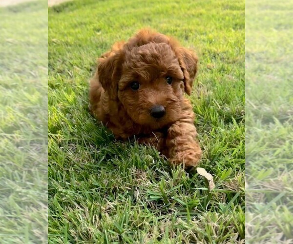 Medium Photo #3 Double Doodle Puppy For Sale in LAGRANGE, GA, USA