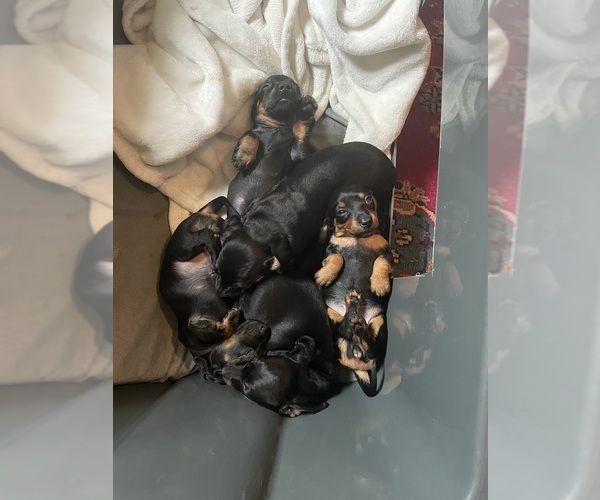 Medium Photo #3 Dachshund Puppy For Sale in WEST ORANGE, TX, USA
