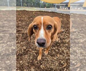 Medium Beagle Mix