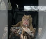 Small #1 American Pit Bull Terrier Mix