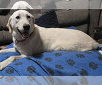 Small #17 Labrador Retriever Mix
