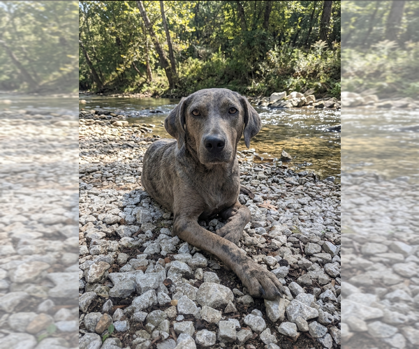 Medium Photo #1 Australian Shepherd-Catahoula Leopard Dog Mix Puppy For Sale in Vail, AZ, USA