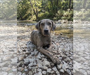 Australian Shepherd-Catahoula Leopard Dog Mix Dogs for adoption in Vail, AZ, USA
