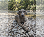 Small Australian Shepherd-Catahoula Leopard Dog Mix