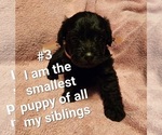 Small Photo #4 Schnoodle (Miniature) Puppy For Sale in MILTON, FL, USA