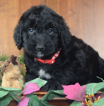 Medium Photo #4 Goldendoodle Puppy For Sale in OMAHA, NE, USA