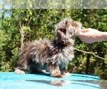 Small #25 ShihPoo
