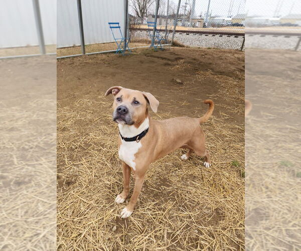 Medium Photo #5 Boxer-Unknown Mix Puppy For Sale in Evansville, IN, USA