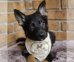 Small Photo #1 German Shepherd Dog Puppy For Sale in WARNER ROBINS, GA, USA