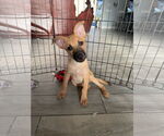 Small #6 Mutt