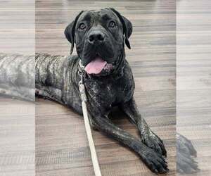 Presa Canario Dogs for adoption in Belleville, MI, USA
