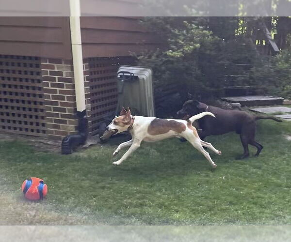 Medium Photo #5 Mutt Puppy For Sale in Spotsylvania, VA, USA