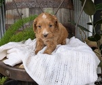 Small Photo #75 Cavapoo Puppy For Sale in GOSHEN, IN, USA