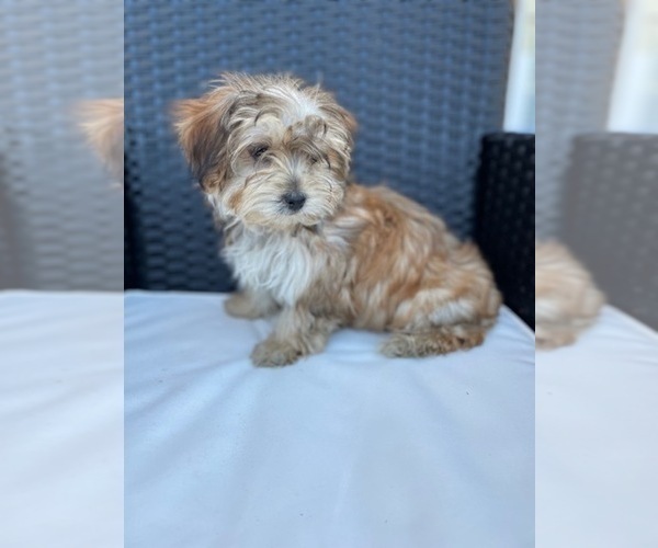 Medium Photo #3 Morkie Puppy For Sale in BEATTY, OR, USA