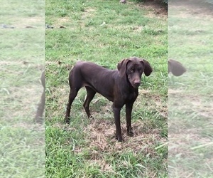 Mother of the Vizsla-Weimaraner Mix puppies born on 05/26/2020