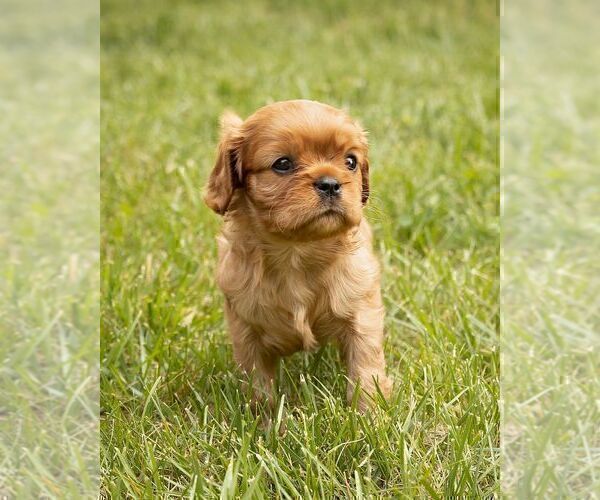 Medium Photo #2 Cavalier King Charles Spaniel Puppy For Sale in NEW HOLLAND, PA, USA