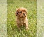 Small Photo #2 Cavalier King Charles Spaniel Puppy For Sale in NEW HOLLAND, PA, USA