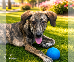 Mutt Dogs for adoption in Sterling, MA, USA
